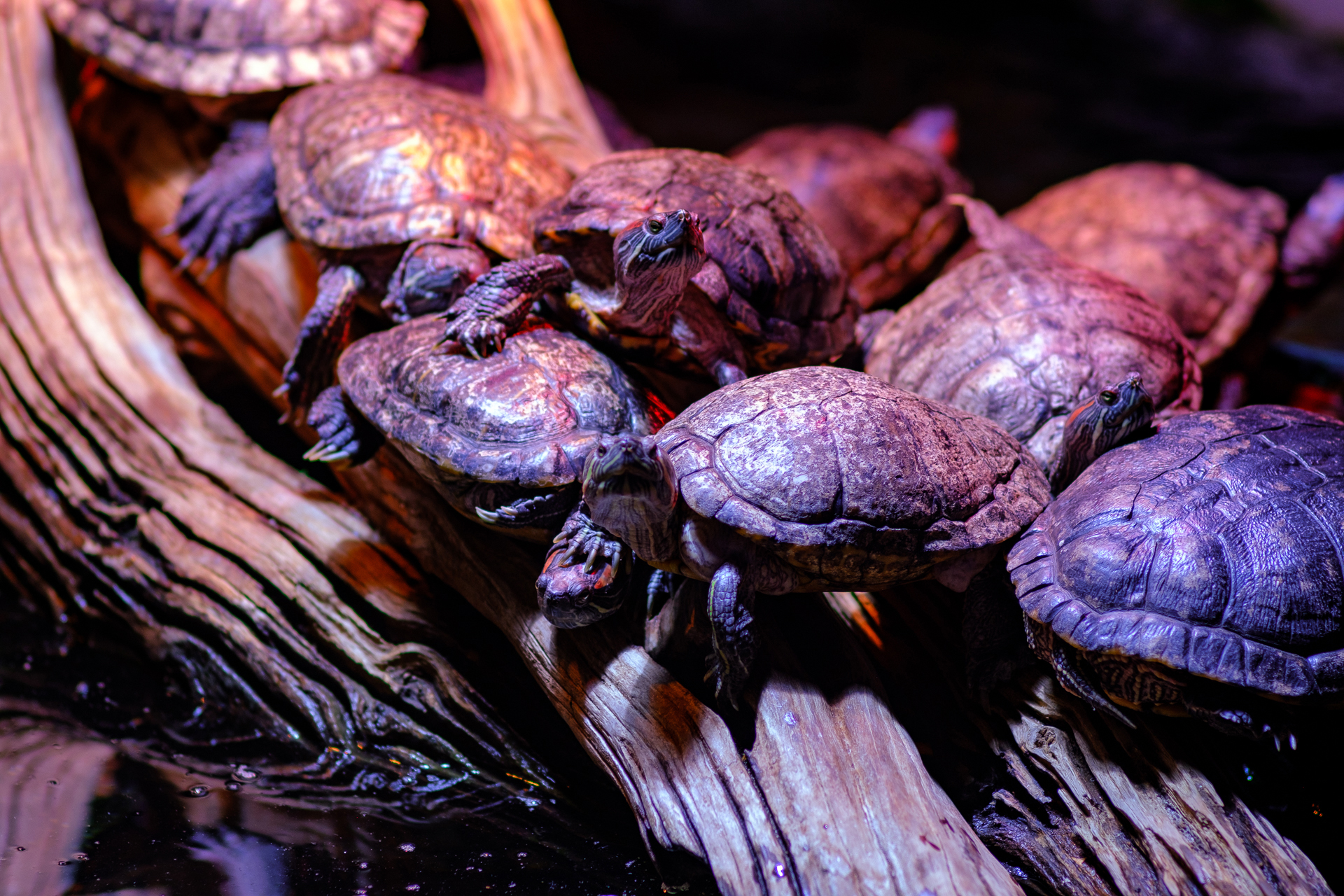 Turtles at the Tulsa Aquarium.