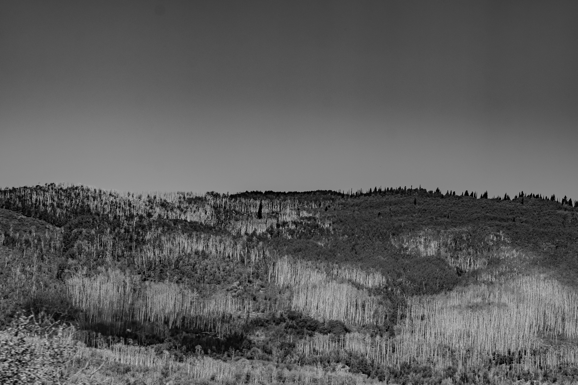 Stacks of Aspen Trees on the Grand Mesa in Western Colorado.